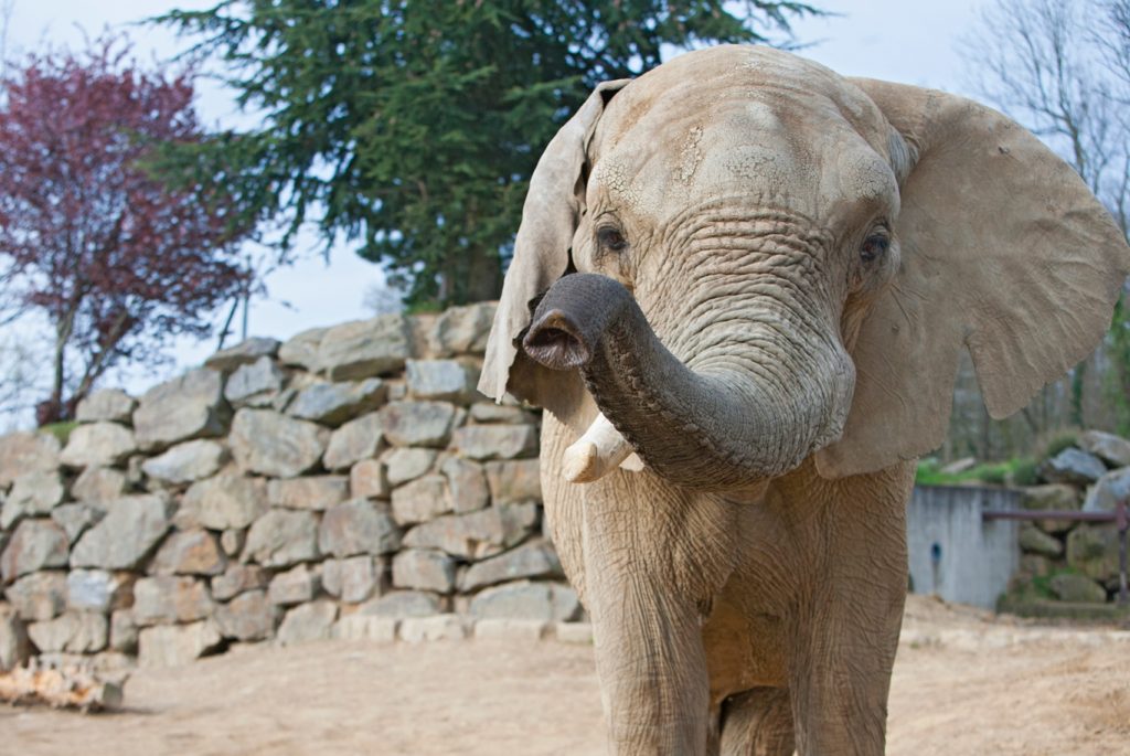 Éléphant de Savane d'Afrique