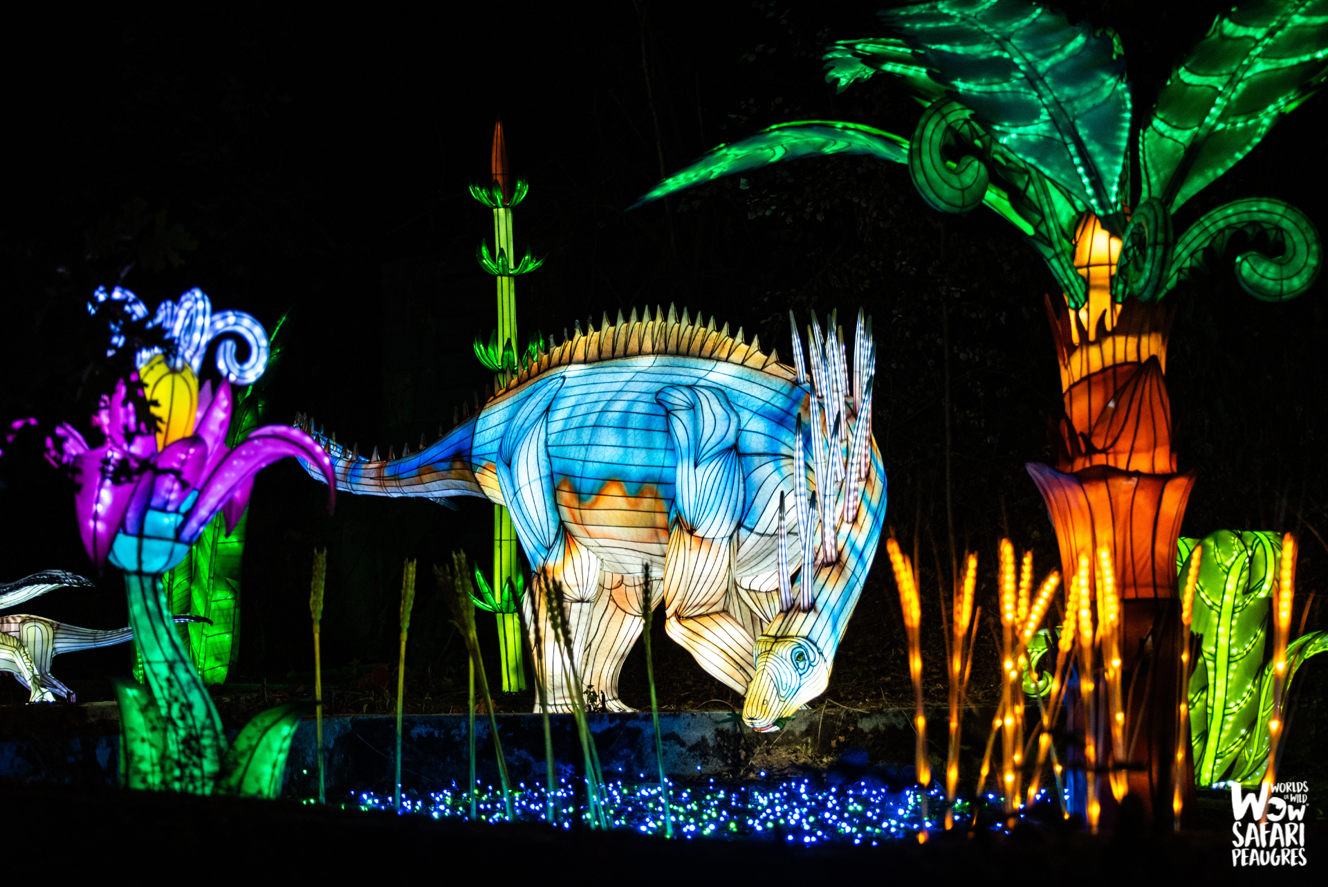 Arbre de Noël et Festival des Lumières Sauvages