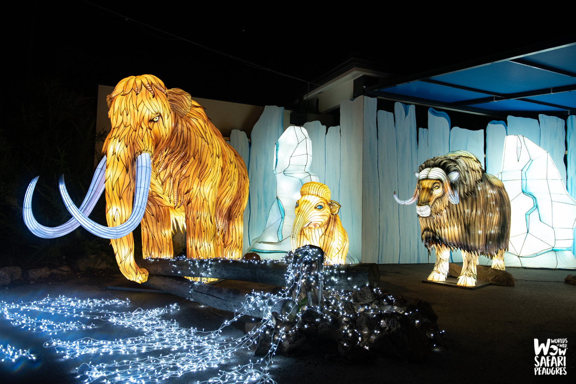 Arbre de Noël et Festival des Lumières Sauvages