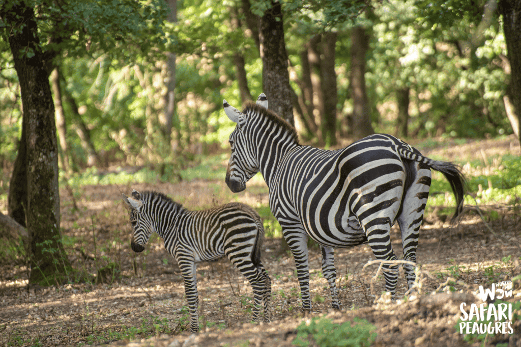 naissance zèbre Wow safari Peaugres