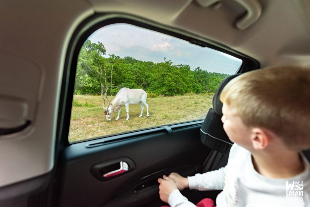 Addax dans le safari voiture au Wow Safari Peaugres