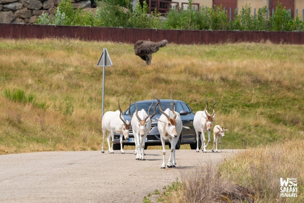 Addax dans le safari voiture au Wow Safari Peaugres