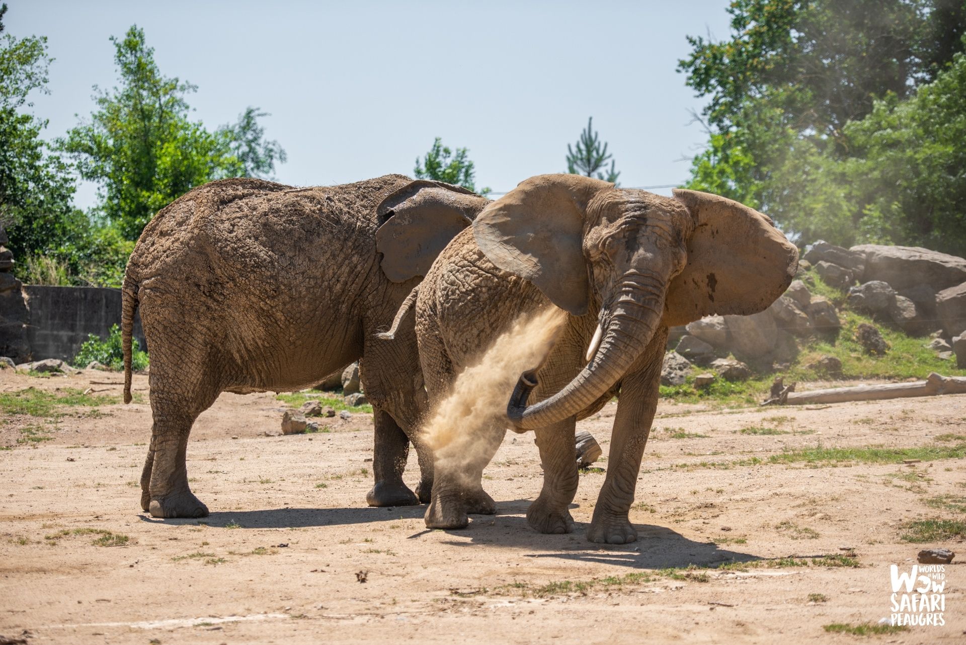 Éléphant de Savane d'Afrique