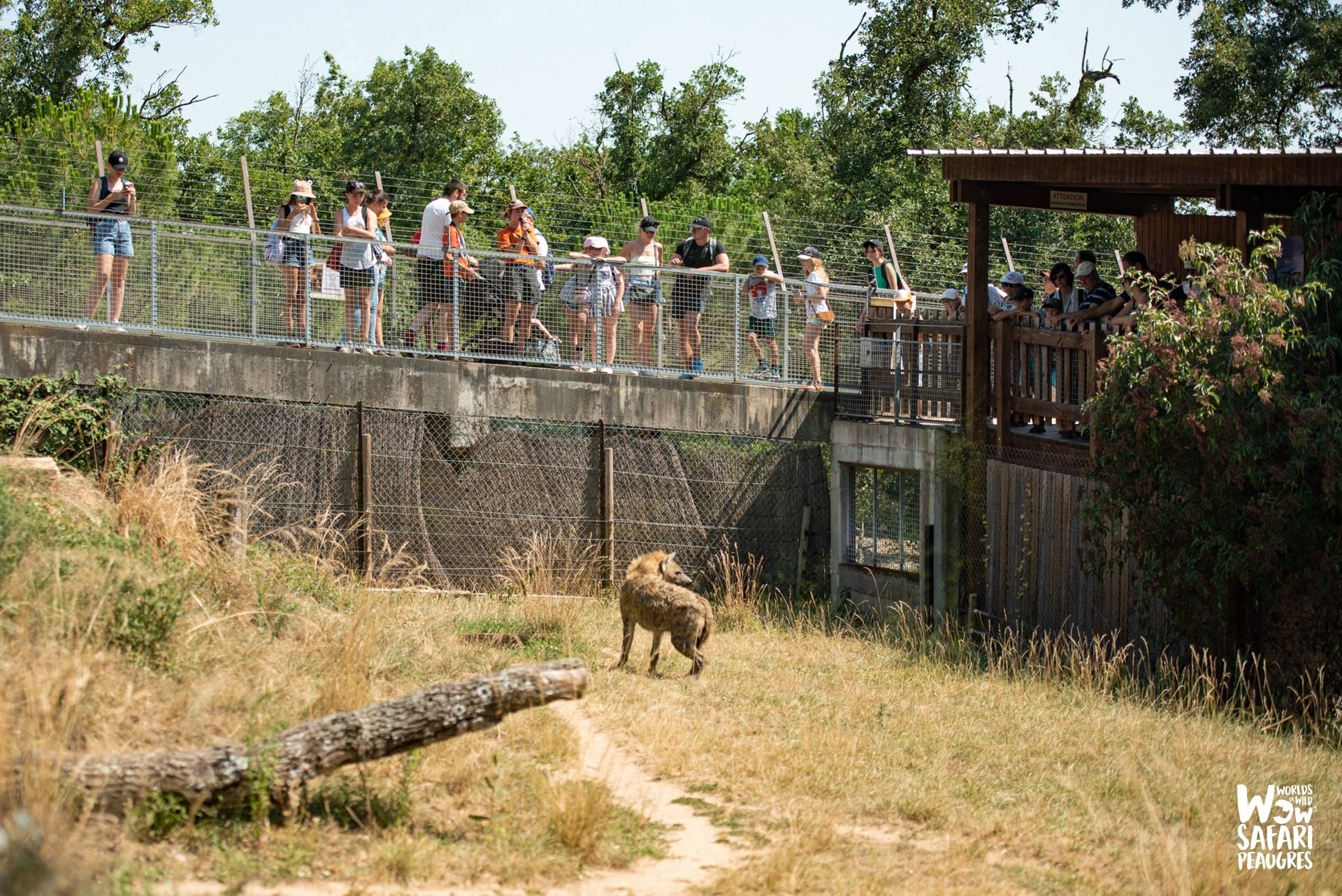 hyene-tachetee-nourrissage Hyène tachetée au Wow Safari Peaugres
