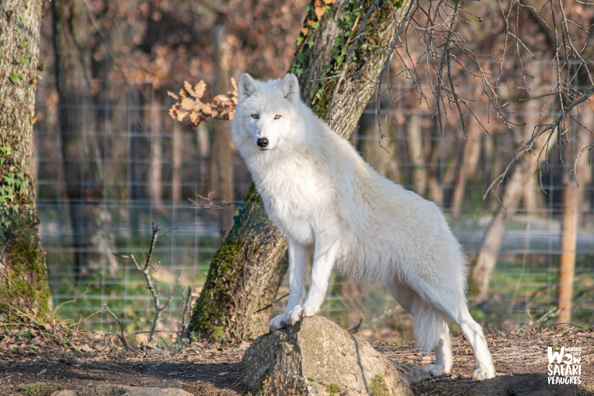 Loup arctiques Wow Safari Peaugres