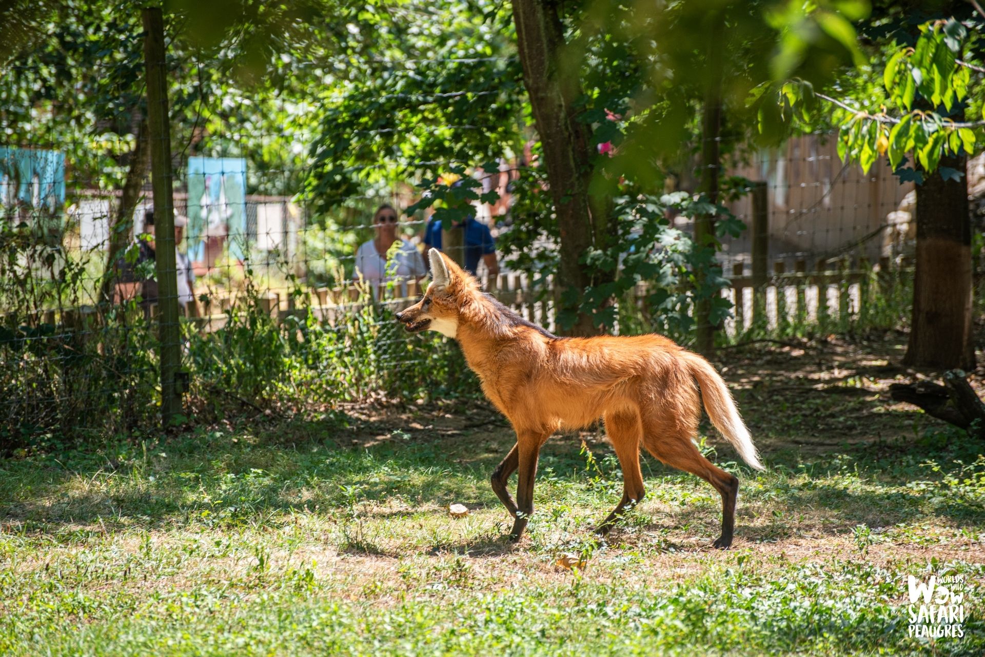 RIOLIS Kit Point De Croix – Motif 'Breeze Grâce à Crinière' Cheval Élégant, Qualité Premium