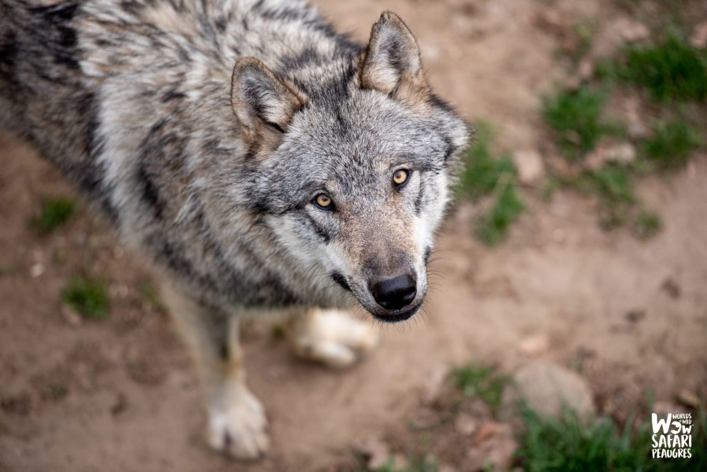 Loups gris wow Safari Peaugres