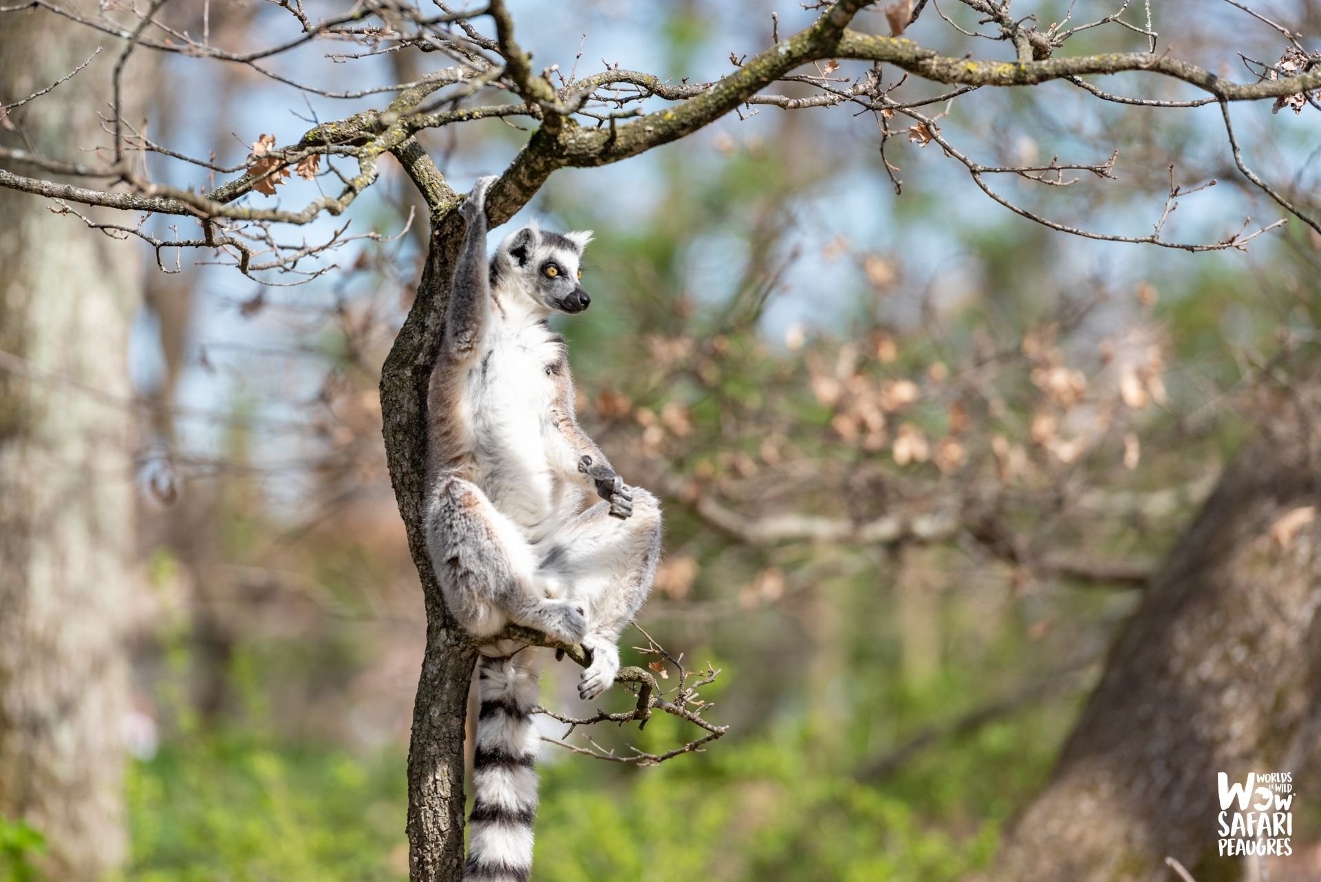 Maki Catta au Wow Safari Peaugres