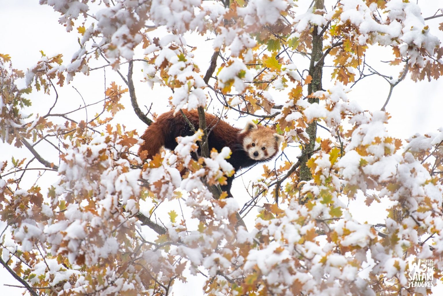 Panda roux - Safari Peaugres