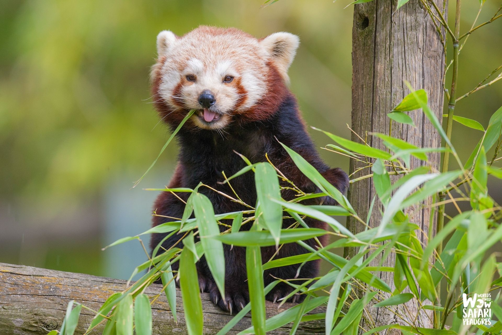Panda roux - Safari Peaugres