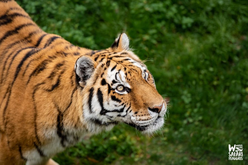 tigre Peaugres