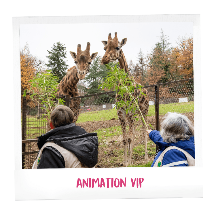 Fête des mères au Safari Peaugres