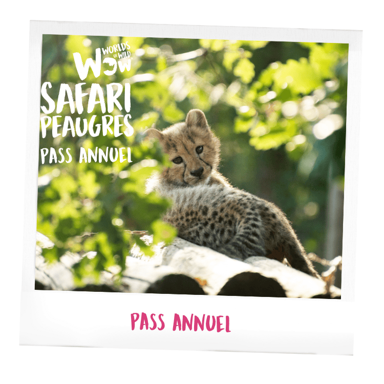 Fête des mères au Safari Peaugres
