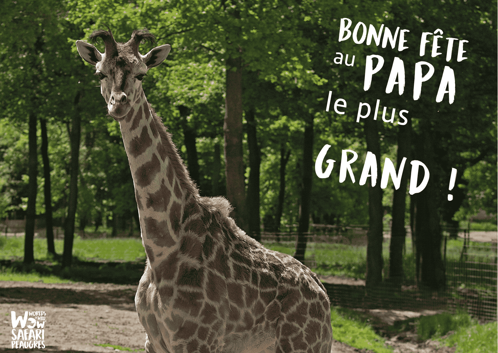 fêtes des pères