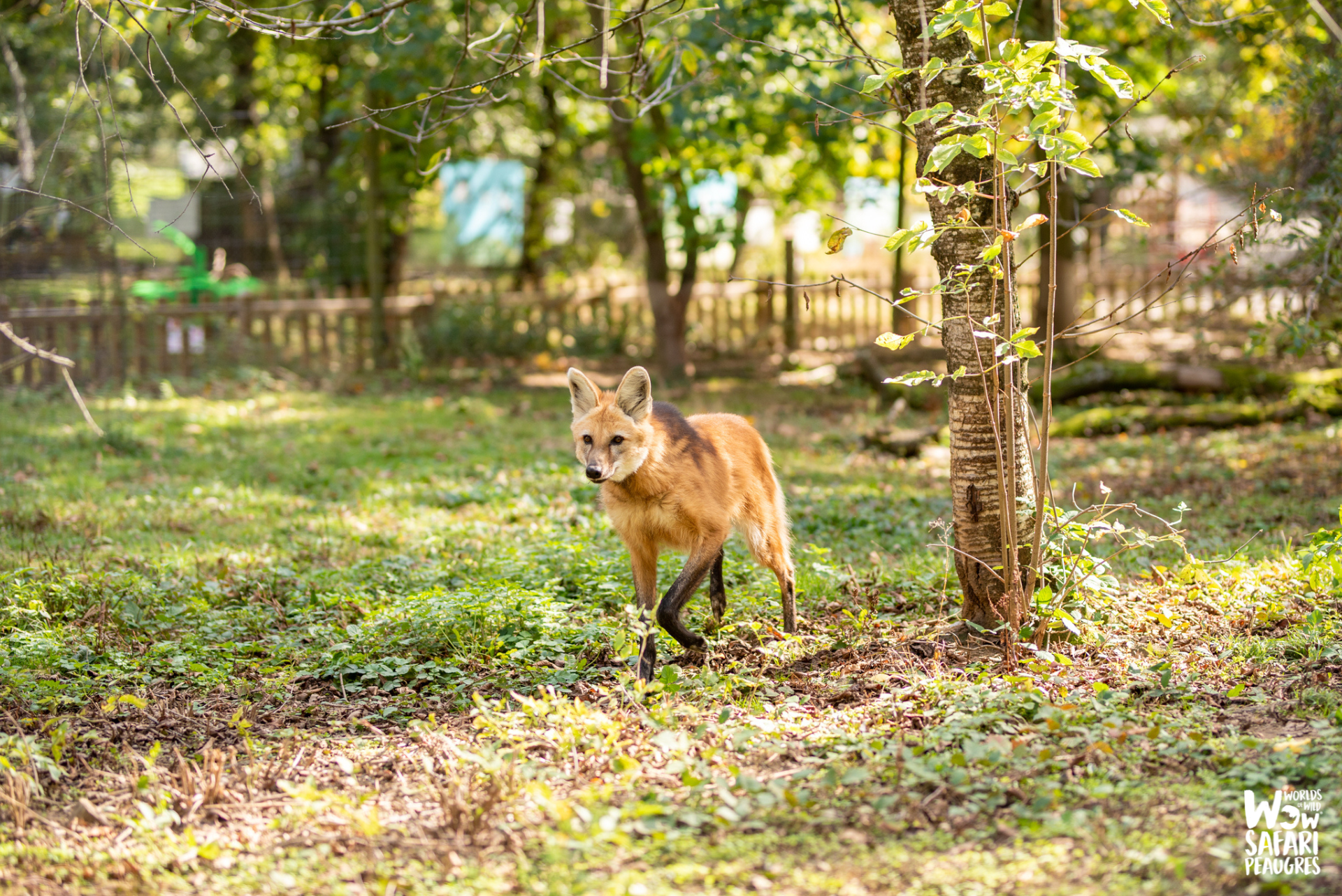 Bon plan tarif réduit billets Sunset au Wow Safari Peaugres à proximité de Lyon en Auvergne Rhône Alpes 
