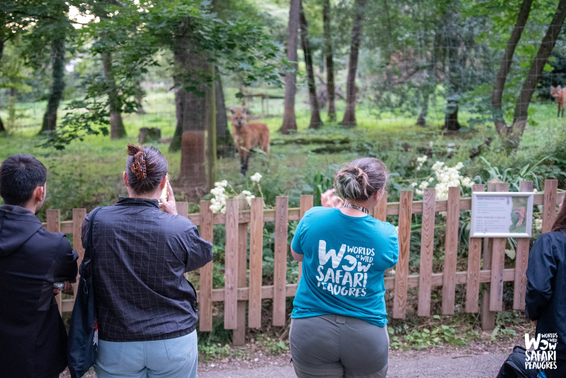 Célébrez les 50 ans du Wow Safari Peaugres avec les soirées anniversaires : cocktail, repas, visite guidée et une surprise 
