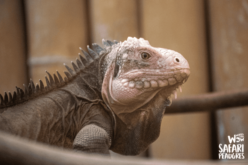 Iguanes des petites Antilles
