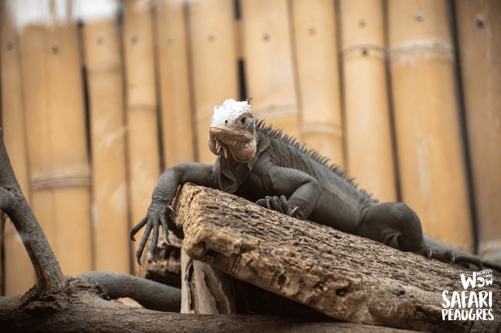 Iguanes des petites Antilles