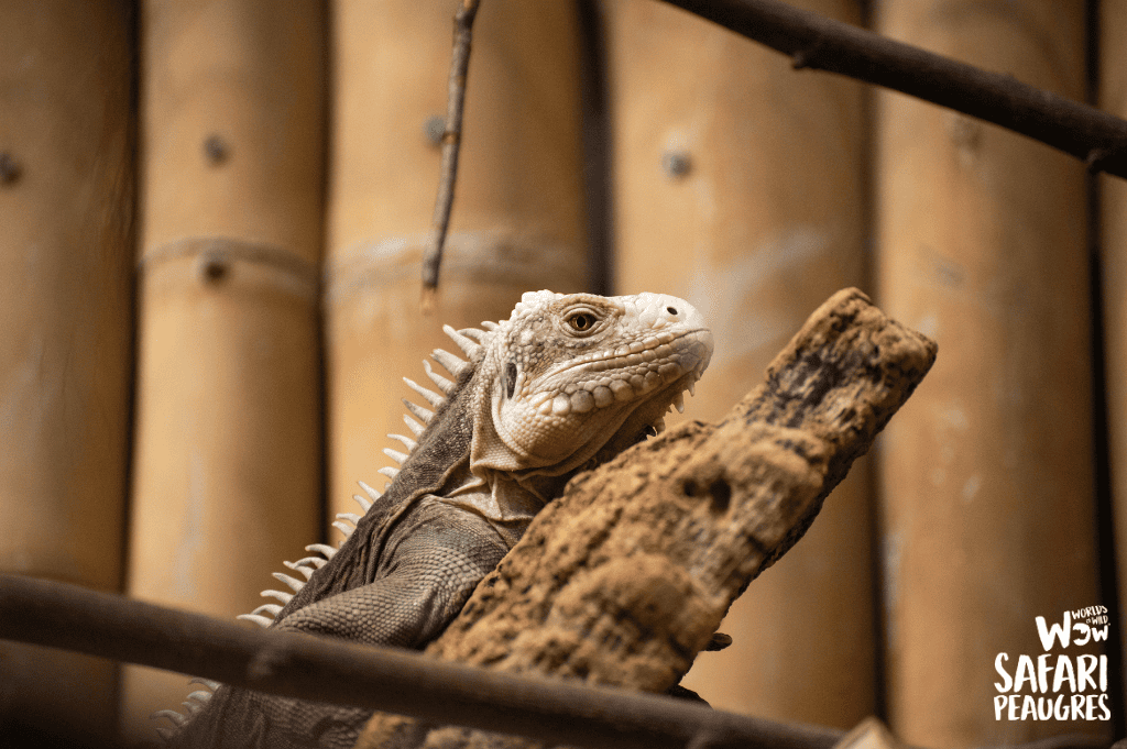 Iguanes des petites Antilles