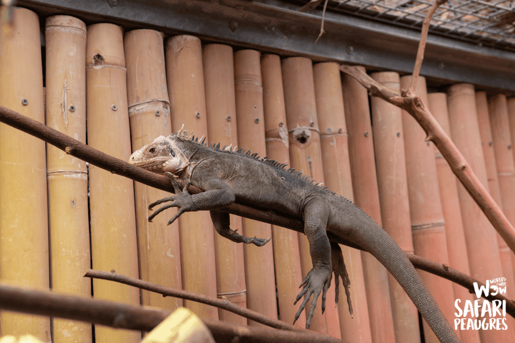 Iguanes des petites Antilles