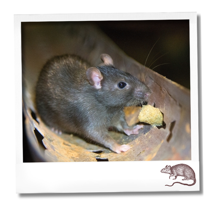 rat - Souterrains du ManOIr