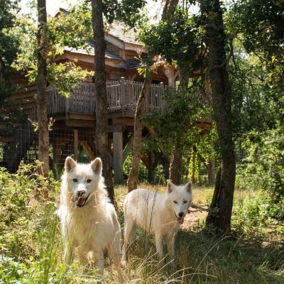 cabane perchée au dessus des loups