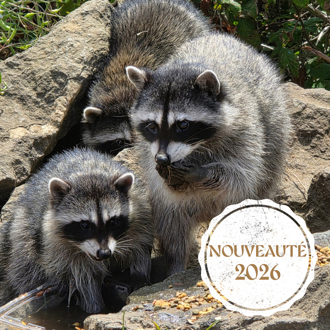 Lodge raton laveur nouveauté peaugres