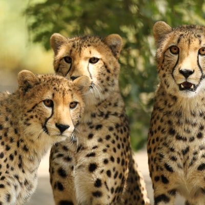 Les Nuits Safari Peaugres : séjour insolite en hutte face à face avec les guépards