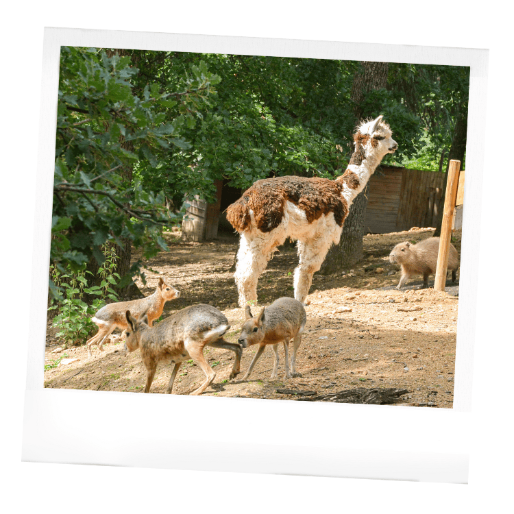 Les enclos mixtes au Wow Safari Peaugres : alpagas, maras et capybara