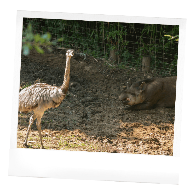 Les enclos mixtes au Wow Safari Peaugres : tapirs et nandous