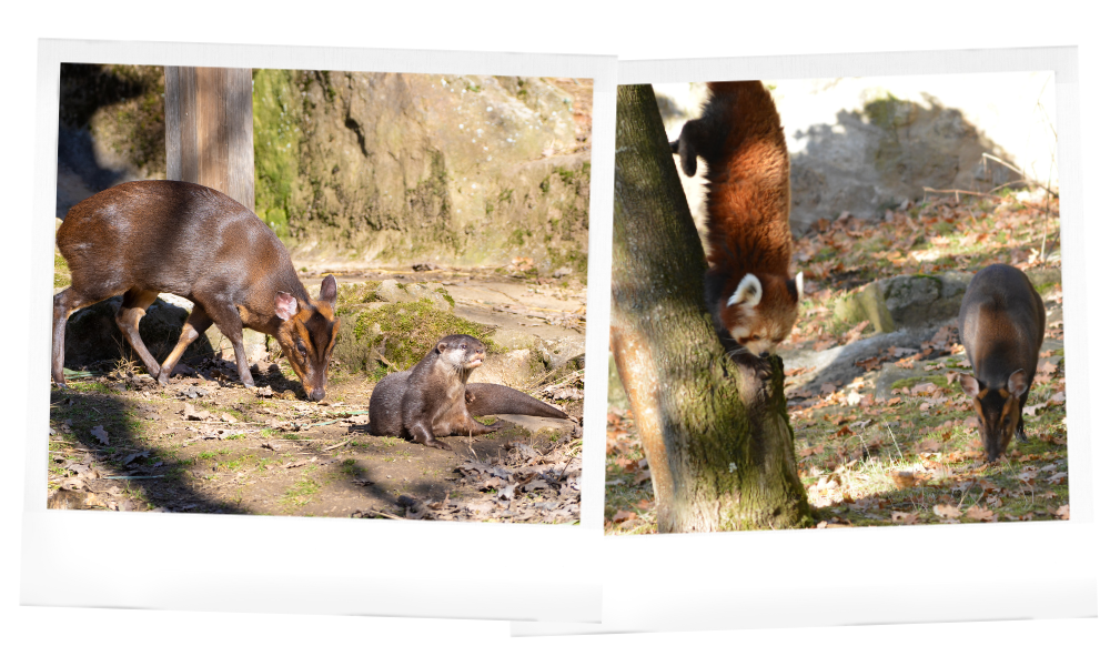 Les enclos mixtes au Wow Safari Peaugres : pandas roux, muntjacs et loutres