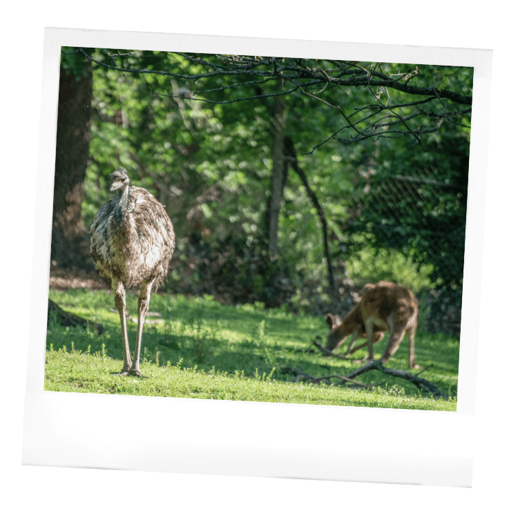 Les enclos mixtes au Wow Safari Peaugres : Kangourous et émeus