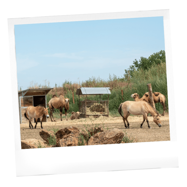 Les enclos mixtes au Wow Safari Peaugres : chevaux de Przewalski, chameau de batriane