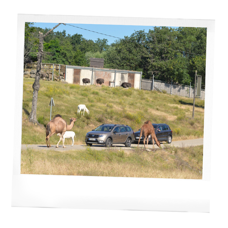 Les enclos mixtes au Wow Safari Peaugres : autruches, addax, grands koudous, dromadaires, gazelle de damas