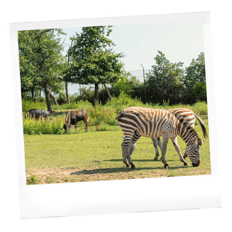  gnou, cobe et zèbre