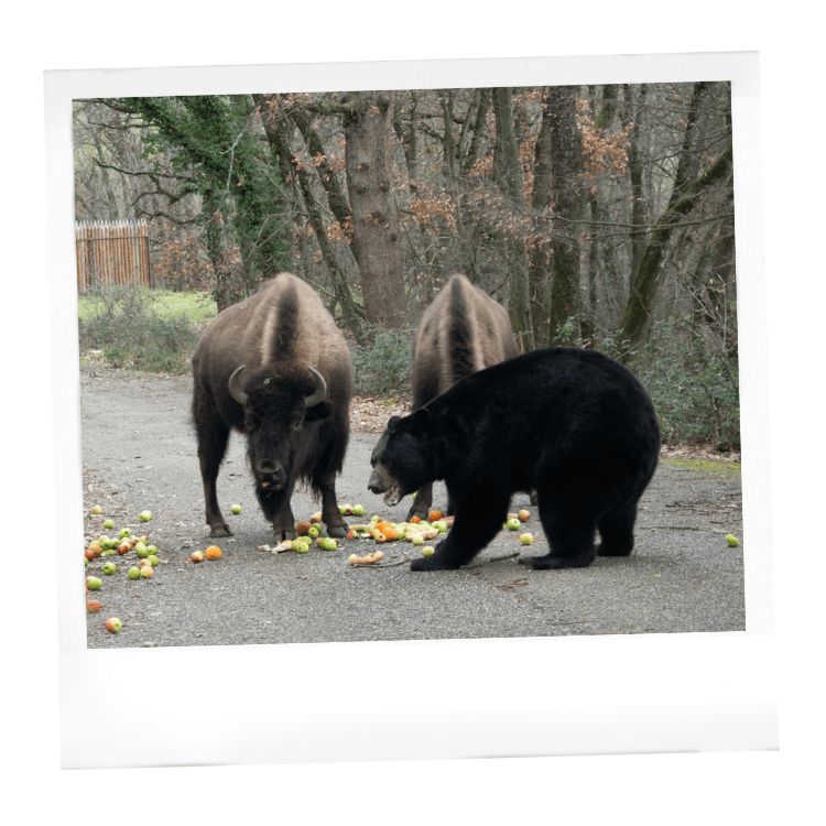 ours baribals et bisons