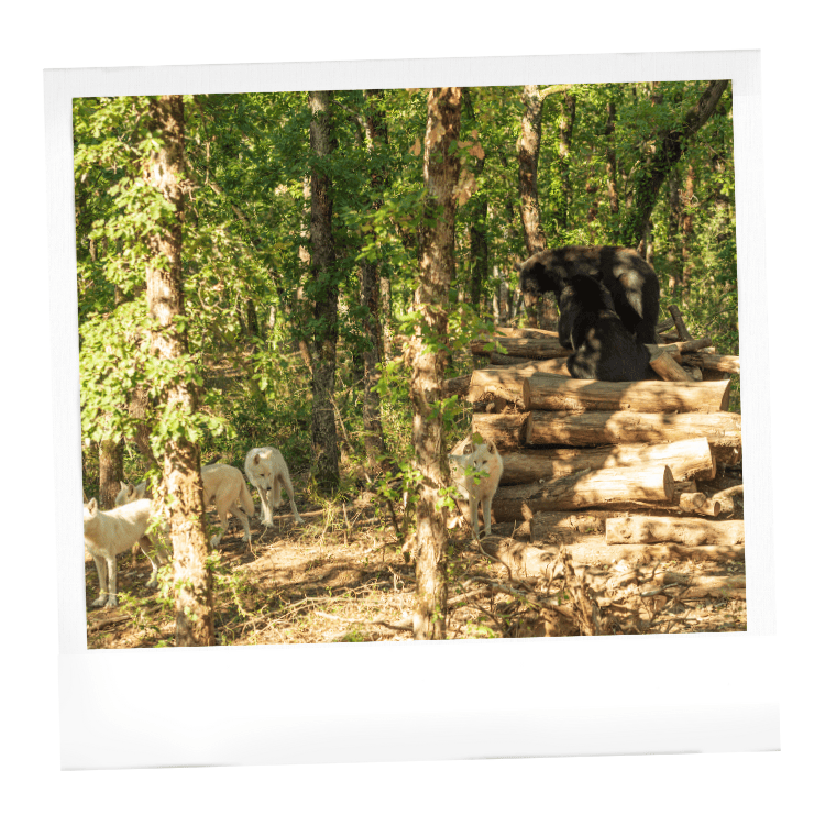  ours baribals et loups arctiques