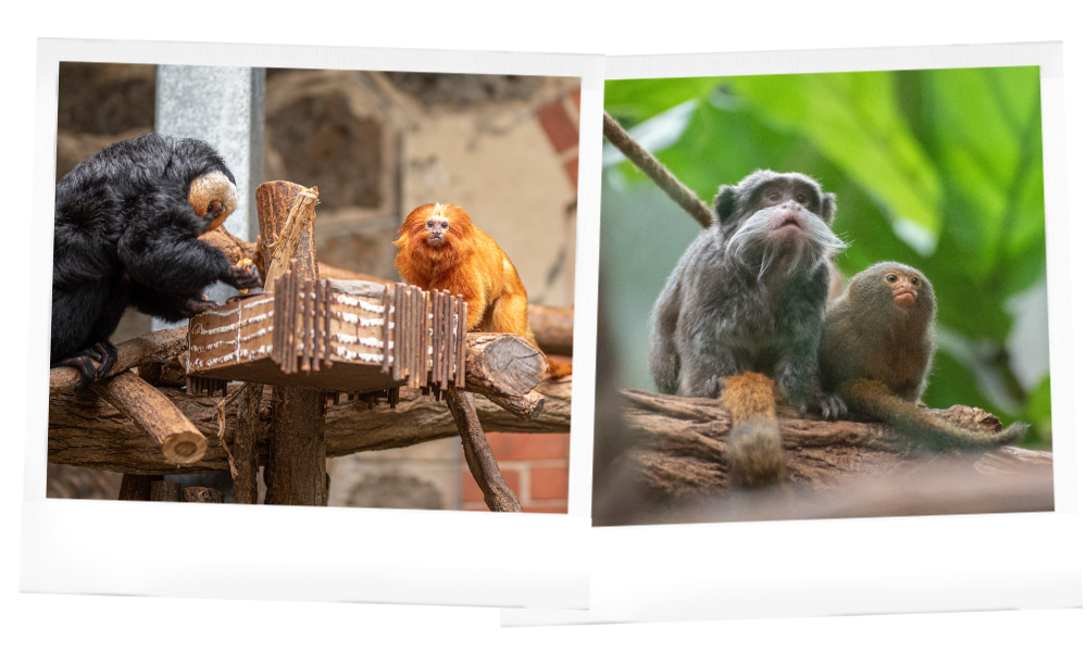 Les enclos mixtes au Wow Safari Peaugres : serre des minus