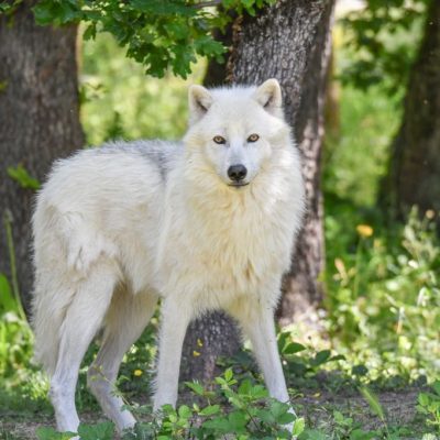 Séjour insolite au Safari de Peaugres : dormir en cabane perchée en entendant les hurlements des loups arctiques