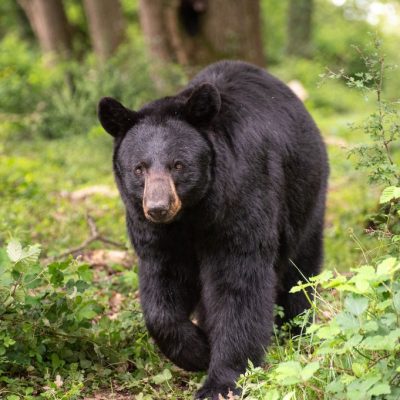 Séjour insolite au Safari de Peaugres : dormir en cabane perchée au dessus du territoire des ours noirs