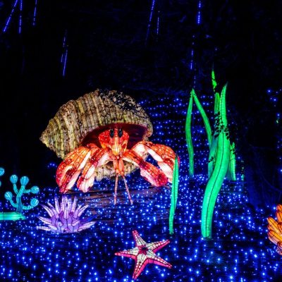 Les Nuits Peaugres - profitez d'un accès privilégié au Festival Lumières Sauvages depuis votre hébergement insolite