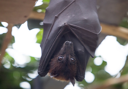 Suspension Chauve Souris XXL pas cher