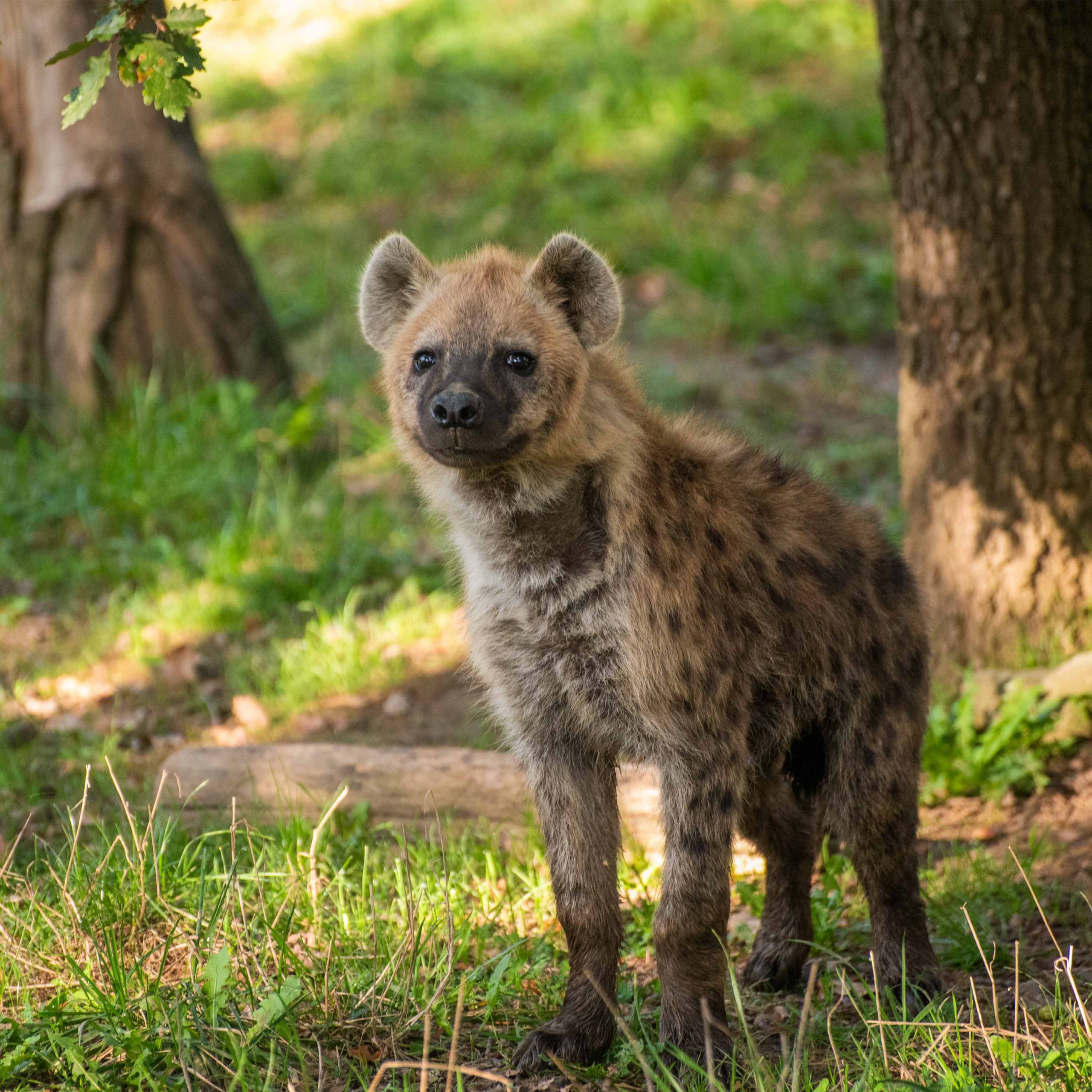 Parc animalier en nocturne : vos plus belles soirées d'été : visites nocturnes, cinéma en plein air, fermetures tardives dès le 14 juillet au Wow Safari Peaugres.