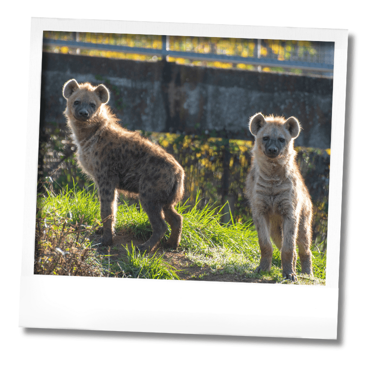 Parc animalier sortie soir