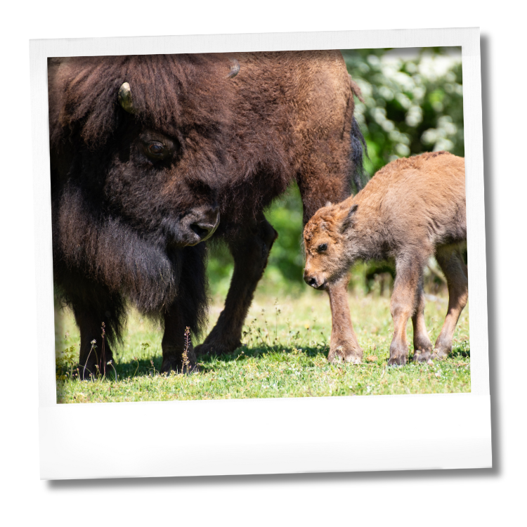 naissances bison