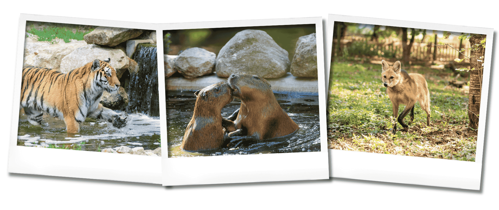 Parc animalier soirées été