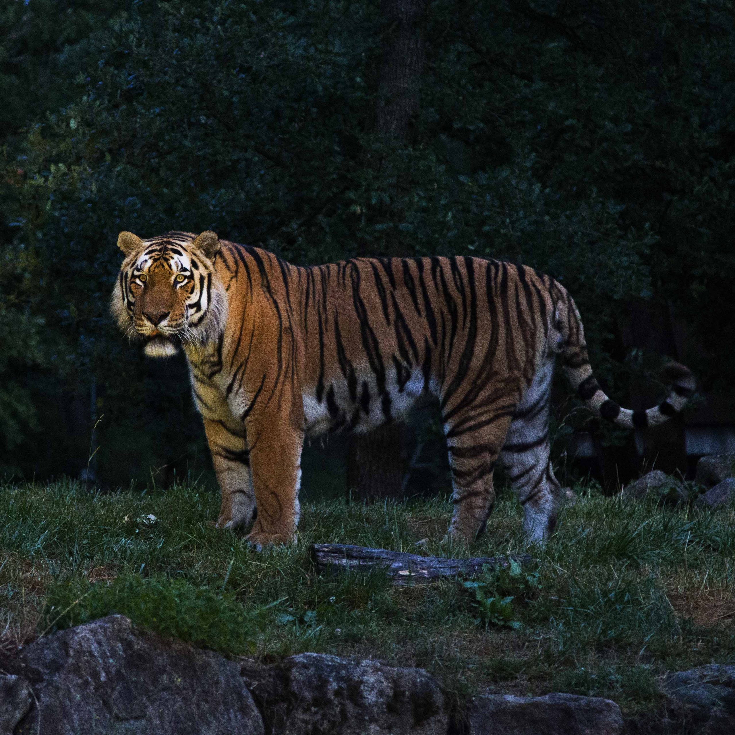 Parc animalier en nocturne : vos plus belles soirées d'été : évènements: visites nocturnes, cinéma en plein air, fermetures tardives dès le 14 juillet au Wow Safari Peaugres.