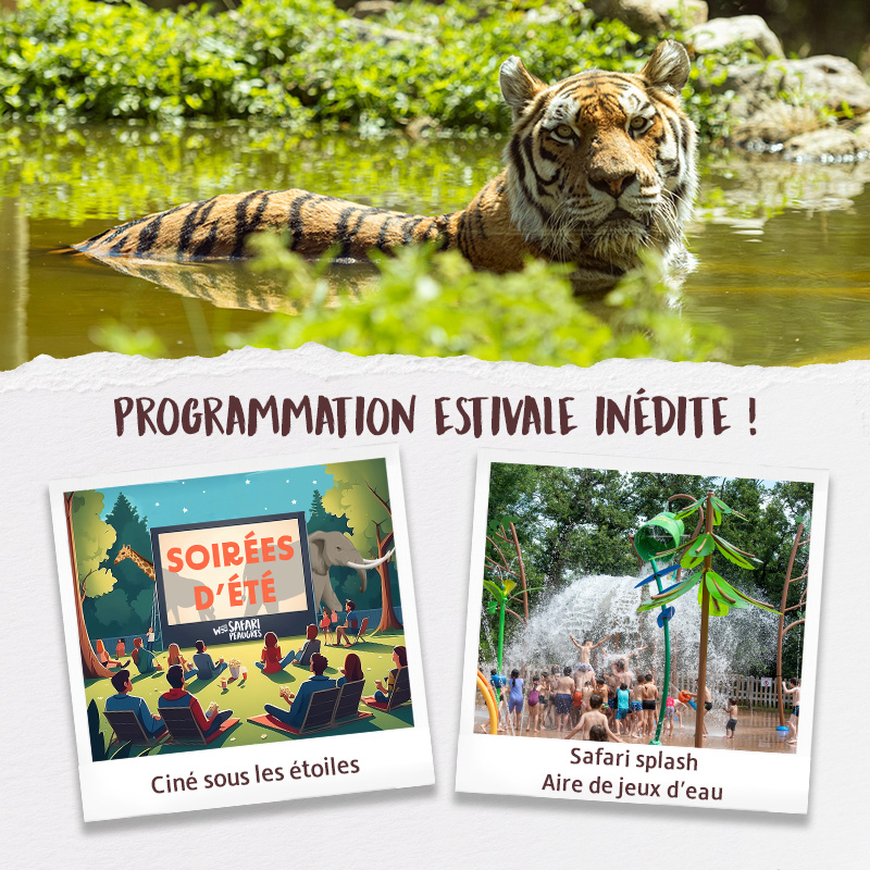 Programmation estivale inédite au Wow Safari Peaugres, plus grand parc animalier d'Auvergne Rhône-Alpes. Fermetures tardives, aire de jeux d'eau, cinés sous les étoiles, visites guidées nocturnes,...