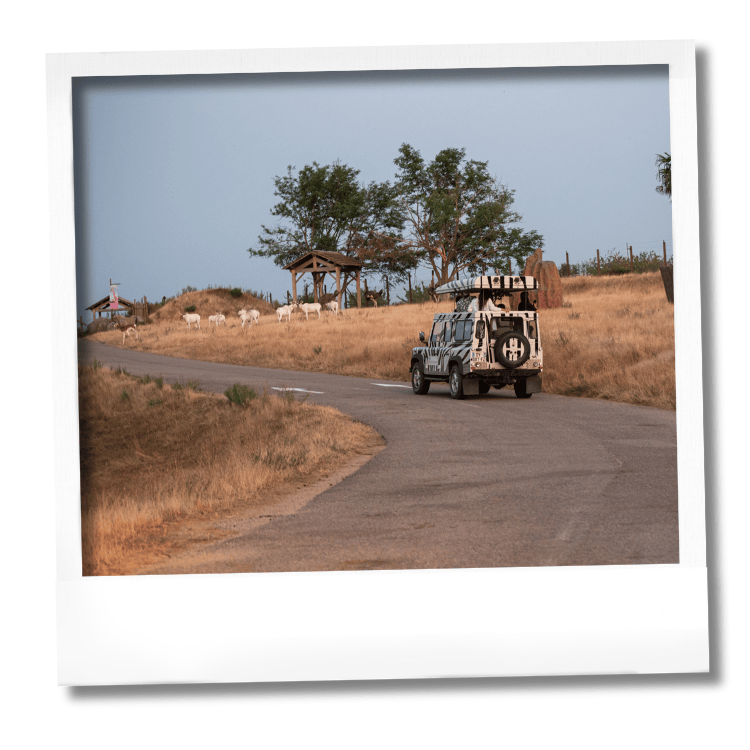 VIP nocturne Safari Peaugres