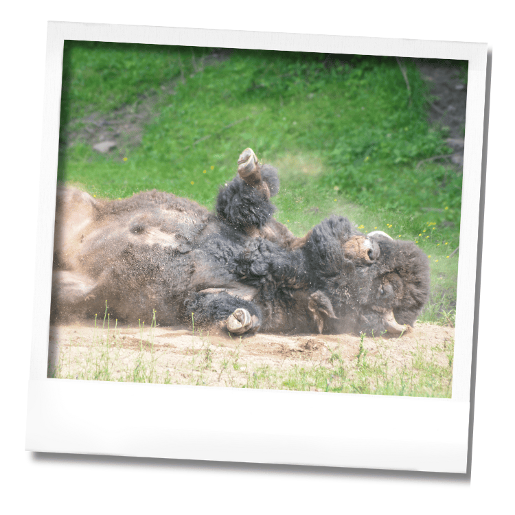 Naissances chez les bisons